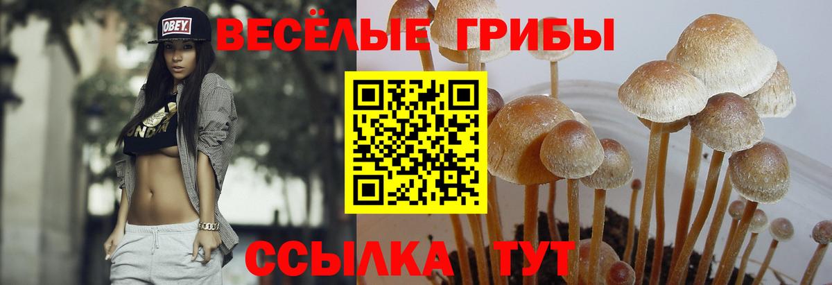 Бор  Псилоцибиновые грибы Psilocybe  хочу наркоту  Вход с VPN 